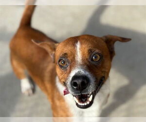 Parson Russell Terrier-Unknown Mix Dogs for adoption in Tulsa, OK, USA