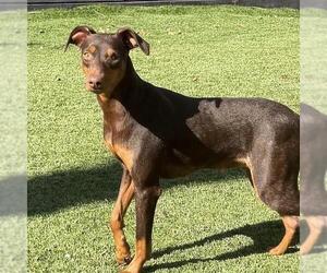 Doberman Pinscher Dogs for adoption in San Diego, CA, USA