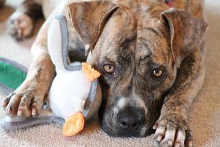 Bullboxer Pit Dogs for adoption in Shakopee, MN, USA