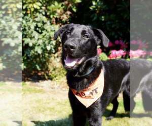 Labrador Retriever-Unknown Mix Dogs for adoption in Bellingham, WA, USA