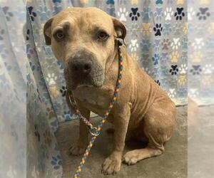 Staffordshire Bull Terrier-Unknown Mix Dogs for adoption in Rosenberg, TX, USA