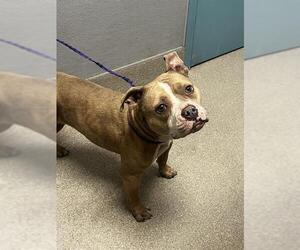 American Pit Bull Terrier-Unknown Mix Dogs for adoption in Las Vegas, NV, USA