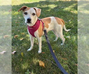 Chihuahua-Unknown Mix Dogs for adoption in San Diego, CA, USA