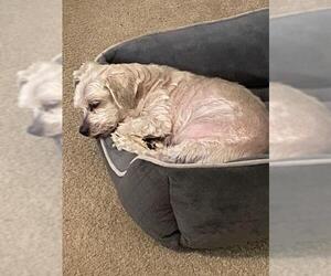 Maltese-Unknown Mix Dogs for adoption in San Antonio, TX, USA