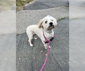 Maltese Dogs for adoption in Salinas, CA, USA