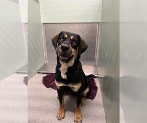 Huskies -Mastiff Mix Dogs for adoption in Palmetto, FL, USA
