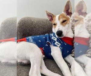 Parson Russell Terrier Dogs for adoption in Columbia, TN, USA