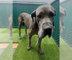Great Dane Dogs for adoption in Downey, CA, USA