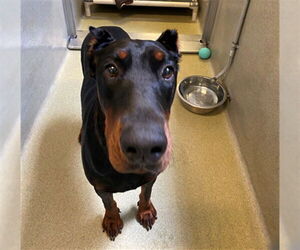 Doberman Pinscher Dogs for adoption in Rancho Cucamonga, CA, USA