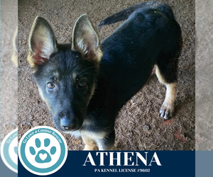 German Shepherd Dog Dogs for adoption in Kimberton, PA, USA