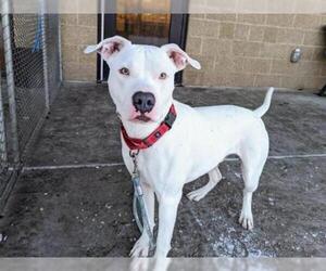 Bullypit Dogs for adoption in Denver, CO, USA