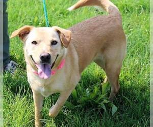 Labrador Retriever Dogs for adoption in Arlington, TX, USA