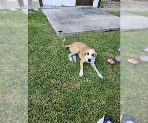 Great Dane-Unknown Mix Dogs for adoption in San Antonio, TX, USA