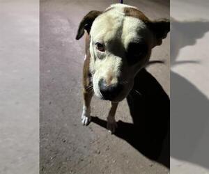 Mutt Dogs for adoption in Houston, TX, USA