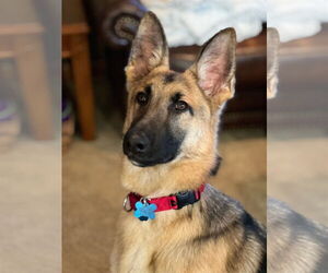 German Shepherd Dog-Unknown Mix Dogs for adoption in Minneapolis, MN, USA