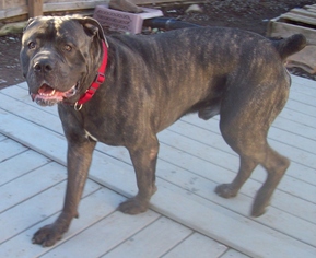 Mastiff Dogs for adoption in Newfoundland, PA, USA