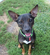American Rat Pinscher Dogs for adoption in Mankato, MN, USA