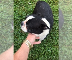 Boston Terrier Dogs for adoption in Glen Haven, WI, USA