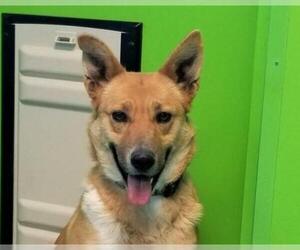 German Shepherd Dog-Unknown Mix Dogs for adoption in Guthrie, OK, USA