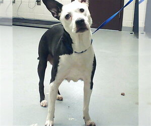 Labrador Retriever-Unknown Mix Dogs for adoption in Fayetteville, NC, USA