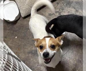 Chihuahua-Unknown Mix Dogs for adoption in San Antonio, TX, USA