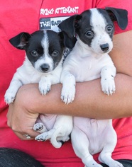 Medium Photo #1 Rat-Cha Puppy For Sale in El Cajon, CA, USA
