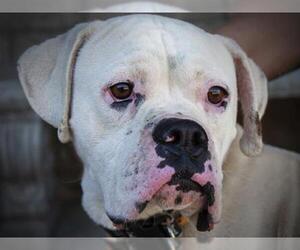 Boxer Dogs for adoption in Santa Maria, CA, USA