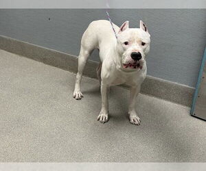 American Pit Bull Terrier-Unknown Mix Dogs for adoption in Las Vegas, NV, USA