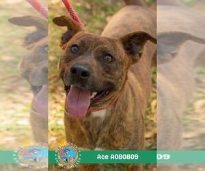 American Bulldog-Unknown Mix Dogs for adoption in Mobile, AL, USA
