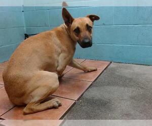 German Shepherd Dog Dogs for adoption in Downey, CA, USA