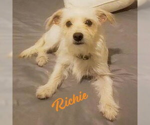 Norfolk Terrier-Unknown Mix Dogs for adoption in HOUSTON, TX, USA