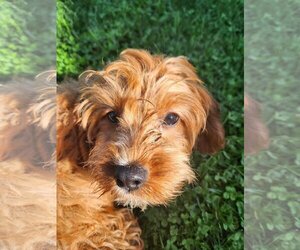 Cavapoo Dogs for adoption in Smithfield, PA, USA
