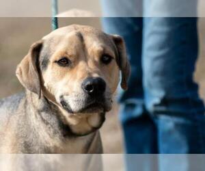 Shepradors Dogs for adoption in Terre Haute, IN, USA