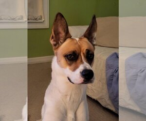 Basenji-Unknown Mix Dogs for adoption in Alexandria, KY, USA