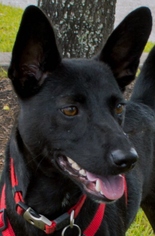 Labrador Retriever-Schipperke Mix Dogs for adoption in HOUSTON, TX, USA