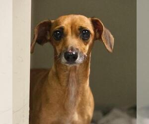Dachshund-Unknown Mix Dogs for adoption in San Antonio, TX, USA