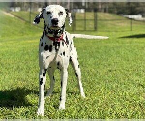 Dalmatian Dogs for adoption in St. Cloud, FL, USA