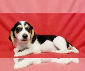 Beagle Dogs for adoption in Modesto, CA, USA