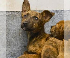 Mutt Dogs for adoption in San Antonio, TX, USA