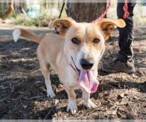 Basenji-Pembroke Welsh Corgi Mix Dogs for adoption in El Cajon, CA, USA