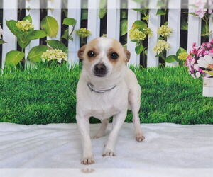 Chihuahua-Unknown Mix Dogs for adoption in Oroville, CA, USA