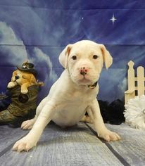 American Bulldog Dogs for adoption in Commerce, GA, USA
