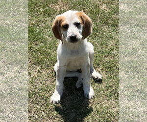 Pointer-Unknown Mix Dogs for adoption in Ball Ground, GA, USA