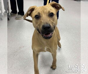 Labrador Retriever-Unknown Mix Dogs for adoption in Washington, DC, USA