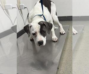 Mutt Dogs for adoption in Bakersfield, CA, USA