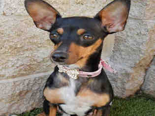 Miniature Pinscher Dogs for adoption in Upland, CA, USA