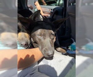 German Shepherd Dog Dogs for adoption in Stockton, CA, USA