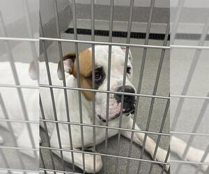 Bulldog-Unknown Mix Dogs for adoption in Las Vegas, NV, USA