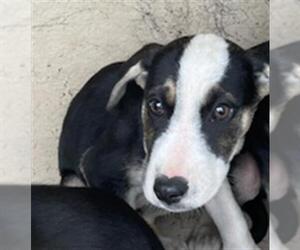 Mutt Dogs for adoption in Oklahoma City, OK, USA