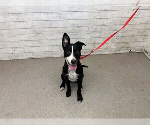 American Pit Bull Terrier-Unknown Mix Dogs for adoption in San Bernardino, CA, USA